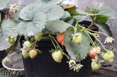 10个草莓不结果的原因
