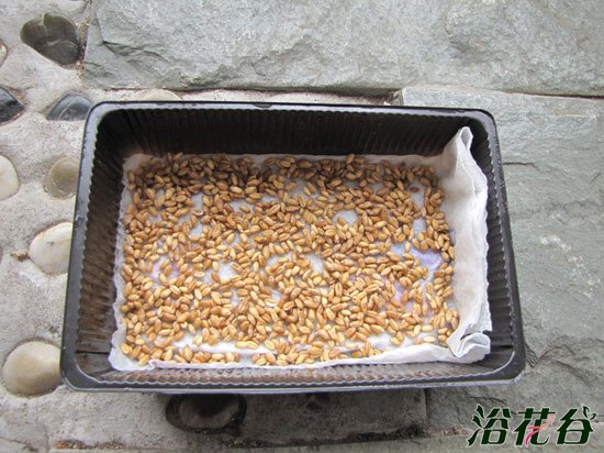 小麦草怎么种(图)