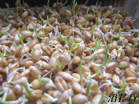 小麦草怎么种(图)