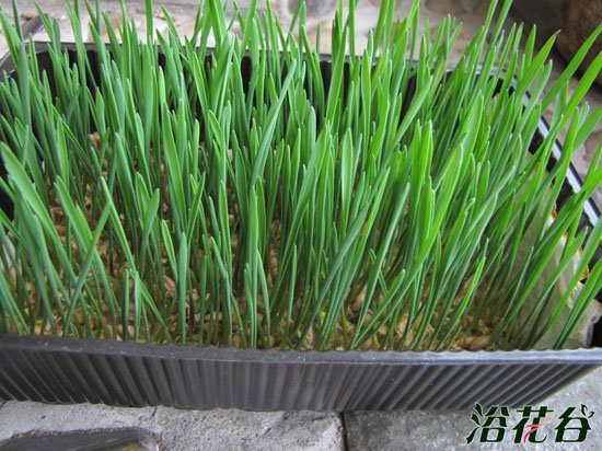 小麦草怎么种(图)