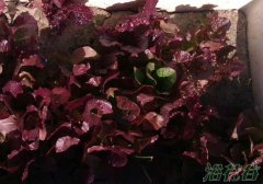 紫叶生菜种植方法