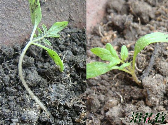 盆栽番茄(播种到结果全过程图解)