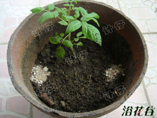 盆栽番茄(播种到结果全过程图解)