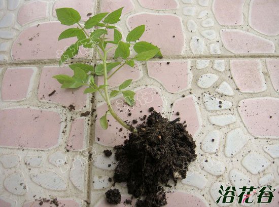 盆栽番茄(播种到结果全过程图解)
