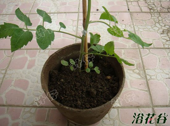 盆栽番茄(播种到结果全过程图解)