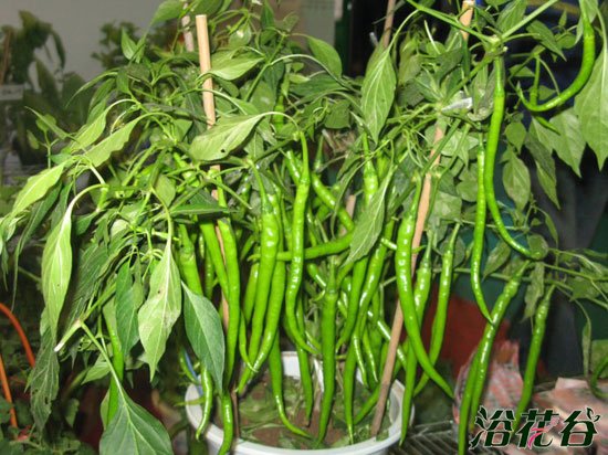 辣椒种植时间