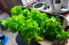 生菜播种时间(附播种方法)