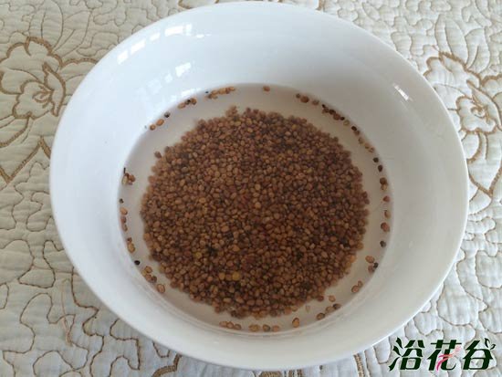 萝卜芽苗菜种植(图文)