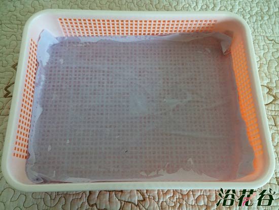 萝卜芽苗菜种植(图文)