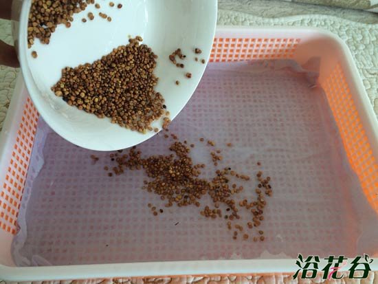 萝卜芽苗菜种植(图文)