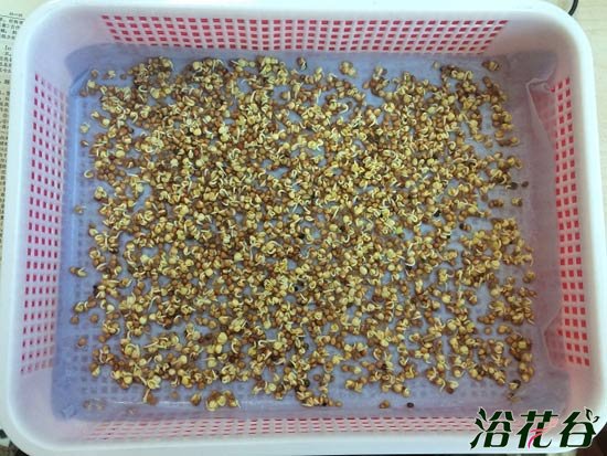 萝卜芽苗菜种植(图文)