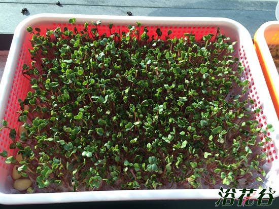 萝卜芽苗菜种植(图文)
