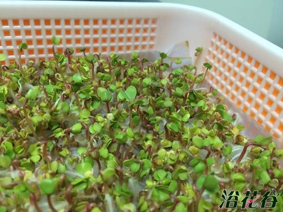 萝卜芽苗菜种植(图文)
