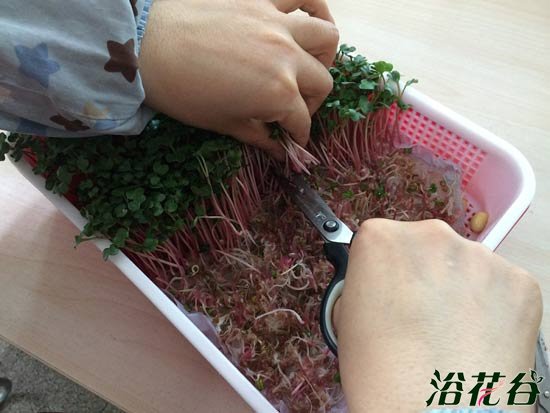 萝卜芽苗菜种植(图文)
