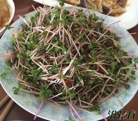 萝卜芽苗菜种植(图文)