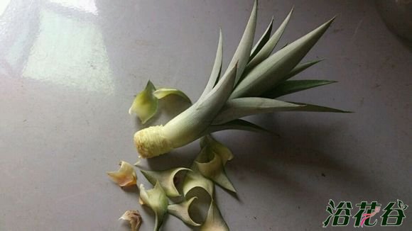 菠萝盆栽种植方法