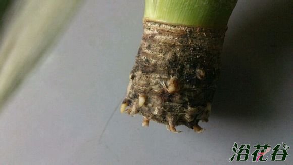 菠萝盆栽种植方法