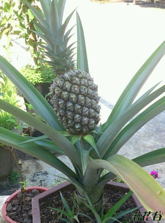 菠萝盆栽种植方法