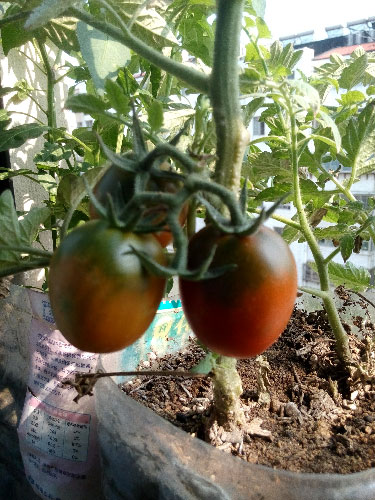 什么泥土可以种菜