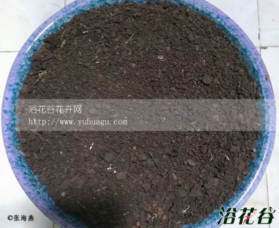 盆栽大蒜的种植方法(图)