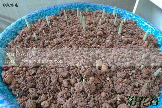 盆栽大蒜的种植方法(图)