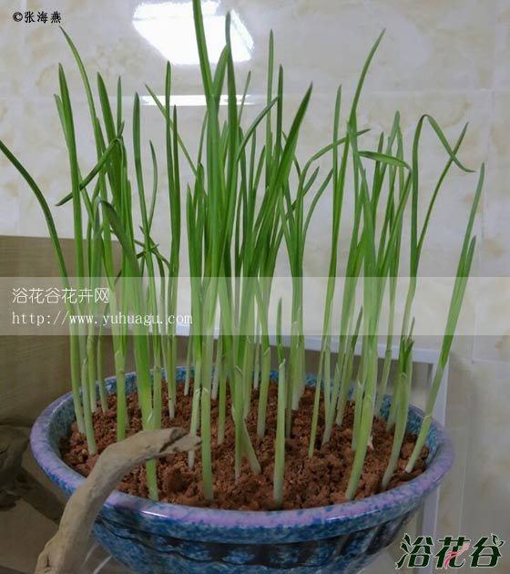 盆栽大蒜的种植方法(图)