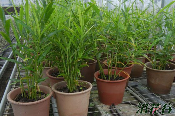 阳台生姜种植方法