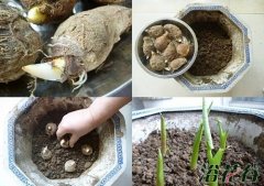 发芽的芋头做盆栽(图)