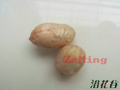 花生盆栽种植方法