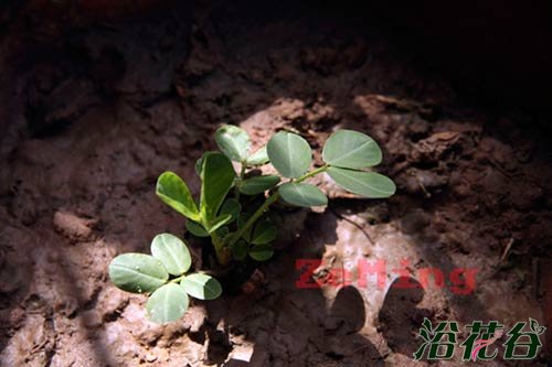 花生盆栽种植方法