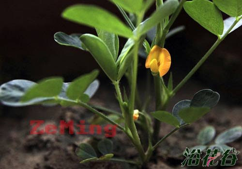 花生盆栽种植方法
