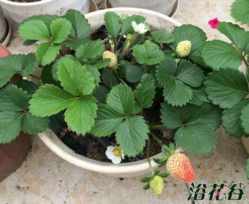 草莓种植时间