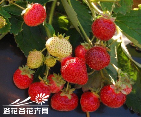 总结种草莓经验