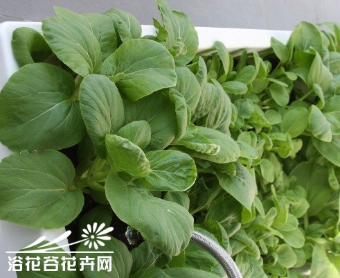 蔬菜主要病虫害药物防治简表