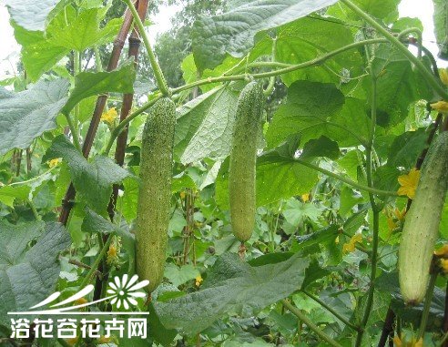 家庭种菜--黄瓜常见病害及防治