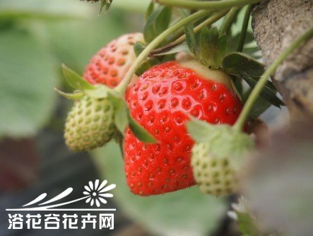 草莓的高效栽培技术