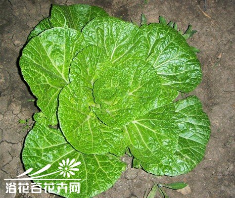 白菜常见病害及防治