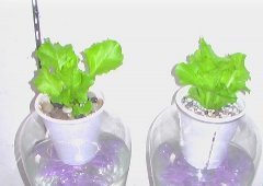 家庭种菜生菜也可以水培