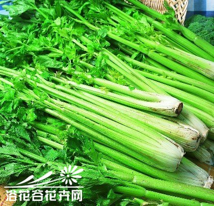 家庭种菜--芹菜常见病害及防治