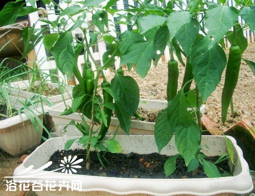 蔬菜播种的基本知识