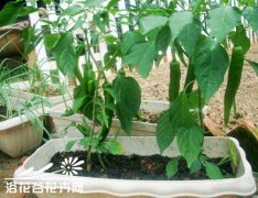 蔬菜播种的基本知识