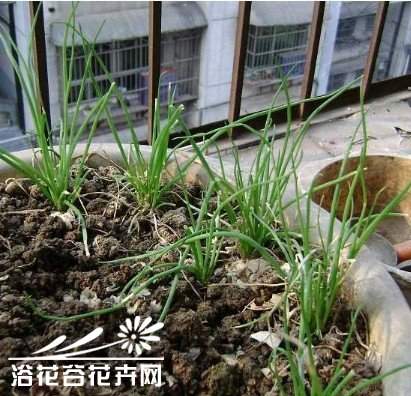 新手入手--香葱种植方法