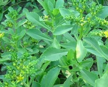 家庭救心菜的种植方法