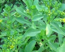 家庭救心菜的种植方法