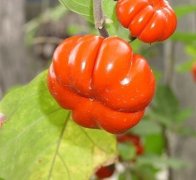 非洲红茄观赏盆景制作技术