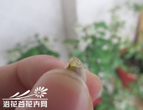 辨别蓝莓是否授粉完成