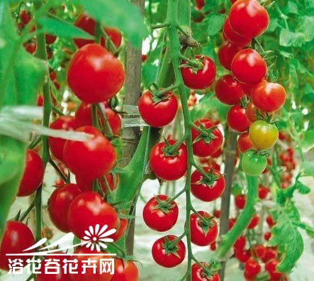 掌握10大要诀，番茄大丰收