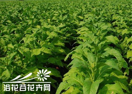 常见蔬菜品种栽培原则