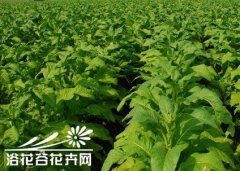 阳台种菜必备-常见蔬菜品种栽培原则