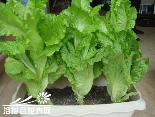 家庭种菜常用有机肥的使用方法